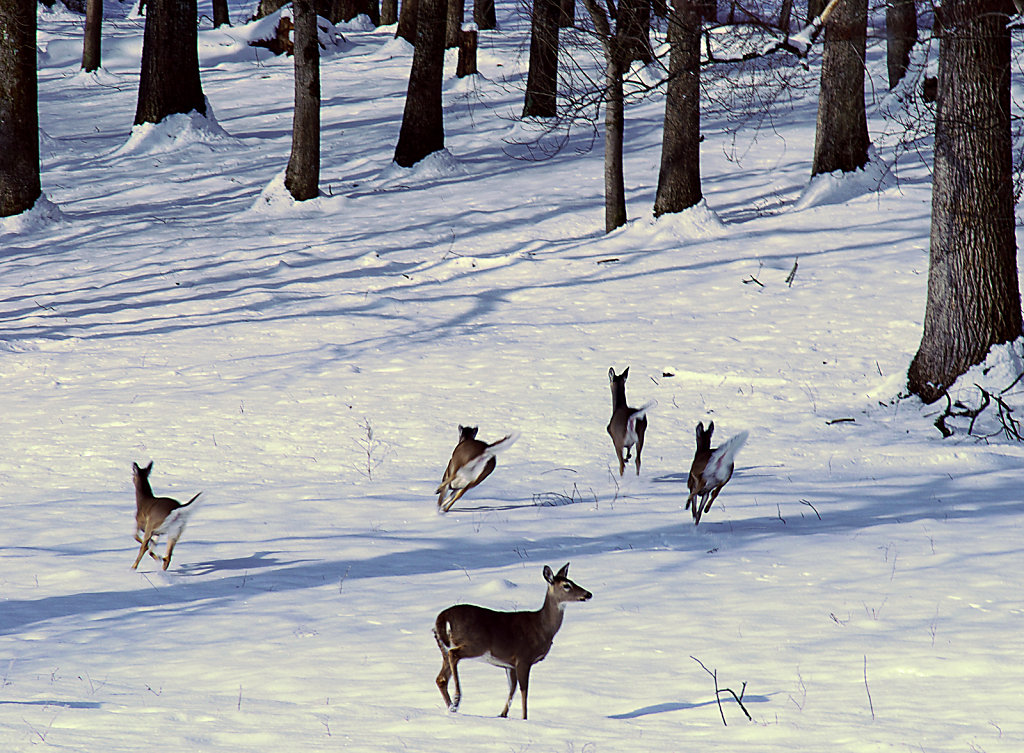 deer1.jpg